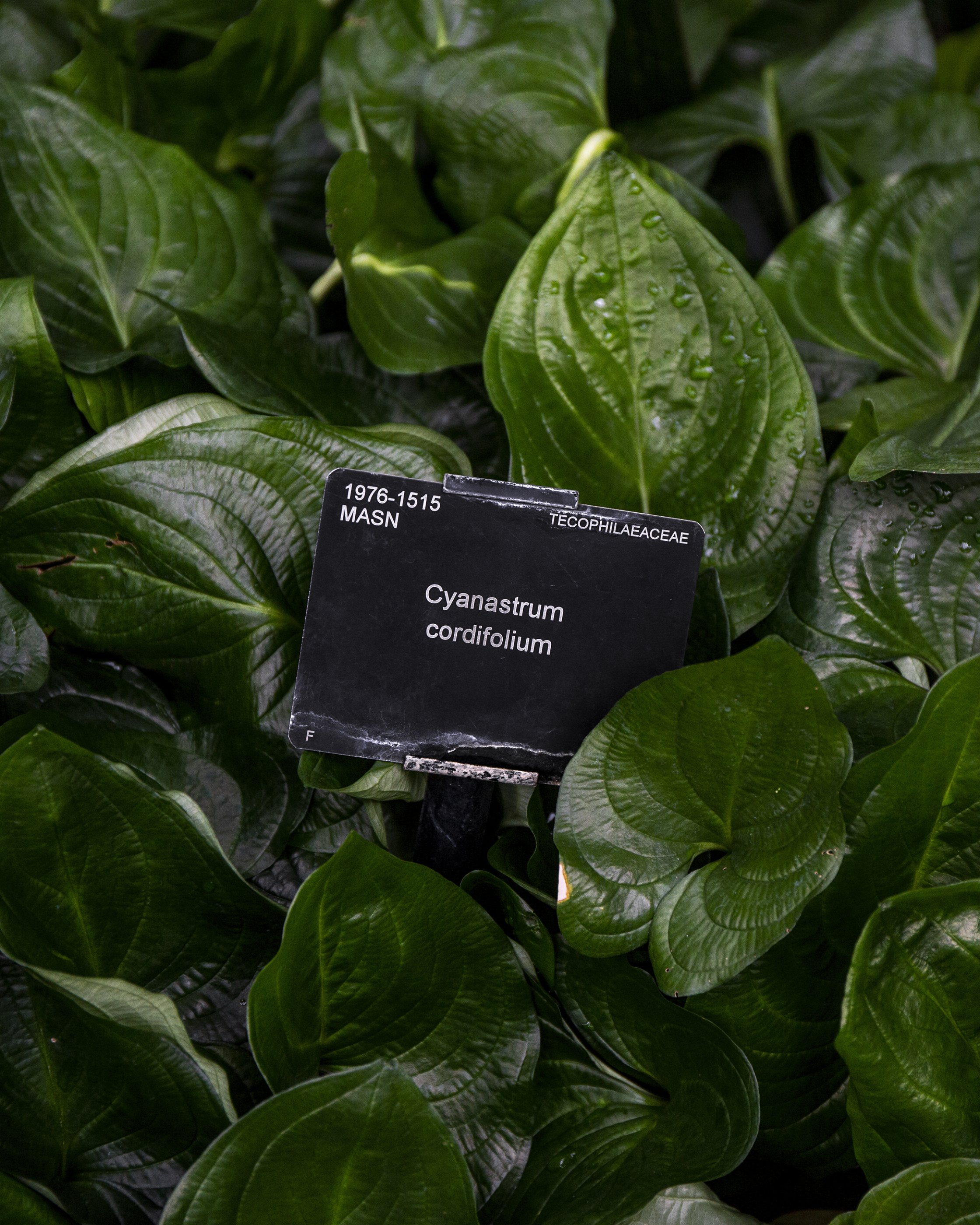 Plants with black specimen plaque.